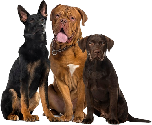 Premium Dog Food Banner