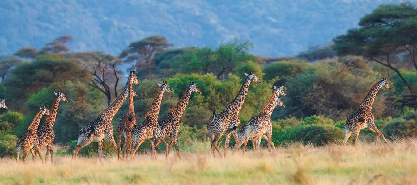 8 Days Discover Tanzania