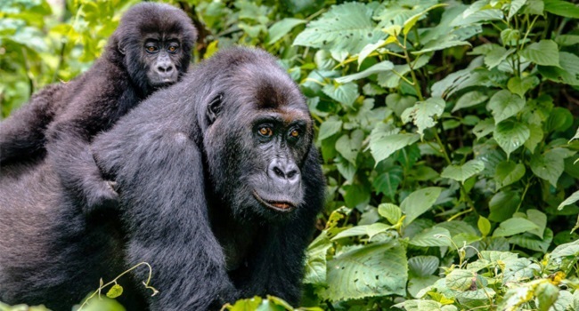 Rwanda Gorillas Express