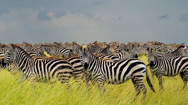 8 Days Discover Tanzania