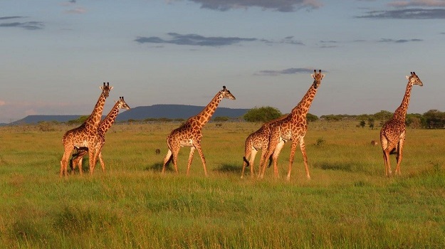 Tanzania Wildlife Encounters 