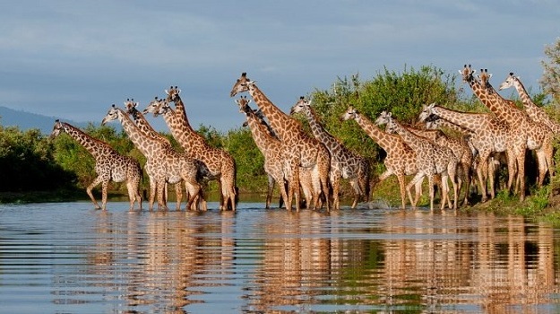 7 Days African Dream Safari