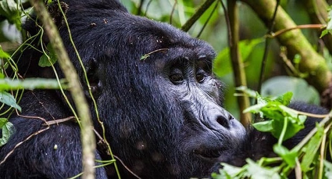 Rwanda Gorillas Express