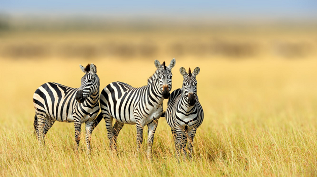 Tanzania Wildlife Encounters 