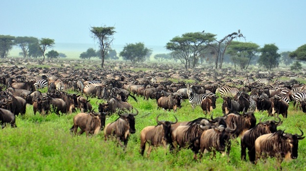 7 Days Migration Safari