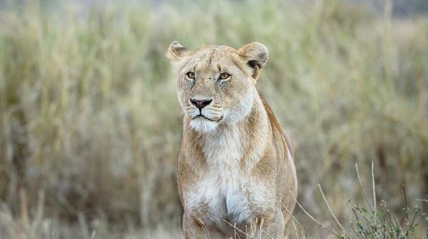 Tanzania Wildlife Encounters 