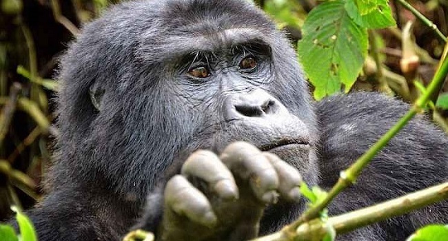 Rwanda Gorillas Express