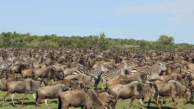 Wildebeest Migration Safari