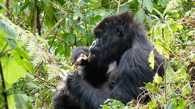 5 Days Uganda Gorillas Encounter