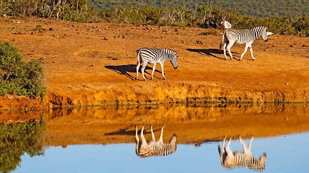 6 Days Zebra Reflection