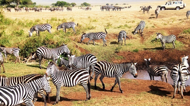 13 Days Safari & Kilimanjaro