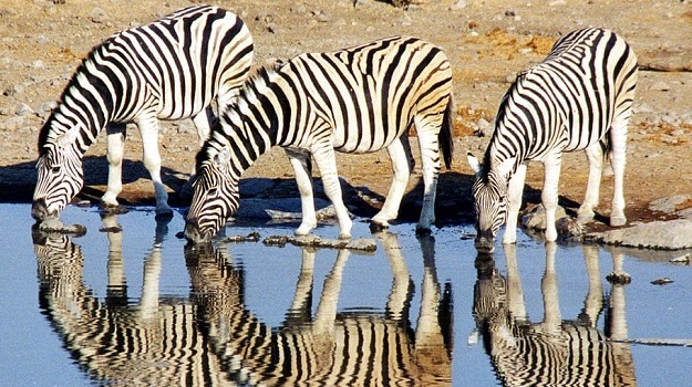 6 Days Zebra Reflection