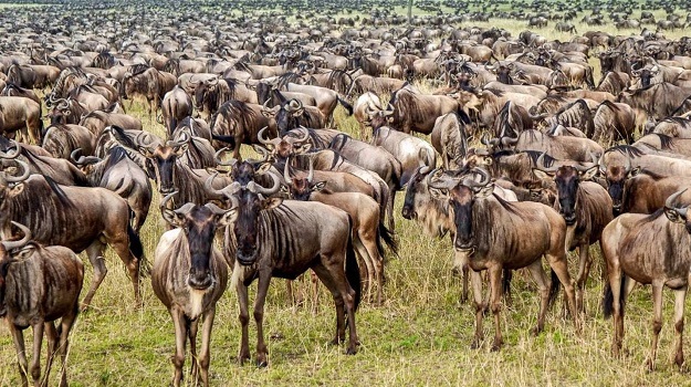 Wildebeest Migration Safari