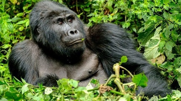 5 Days Uganda Gorillas Encounter