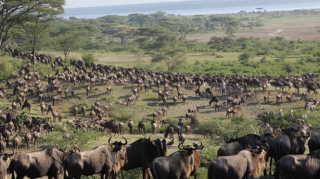 Wildebeest Migration Safari