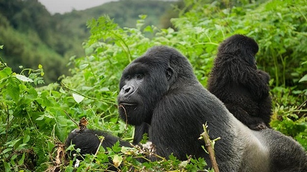 8 Days Best of Rwanda & Uganda Experience