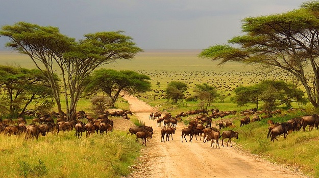 7 Days Migration Safari